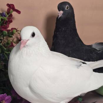 Big Floof & Flappy (married couple) -  Pigeon Bird for Adoption in Chicago, Illinois - Big Floof & Flappy (married Couple) | PetCurious
