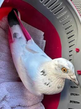 Carnation -  Pigeon and Dove Bird for Adoption in Bellingham, Washington - Carnation | PetCurious