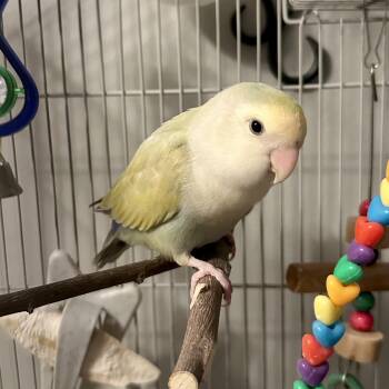 Wally -  Lovebird Bird for Adoption in Andover, Connecticut - Wally | PetCurious