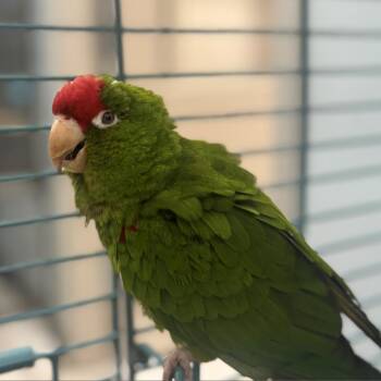 Conure Birds Available for Adoption in Freeport, Florida - Verde | PetCurious