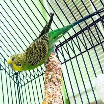 GUAVA -  Parakeet Bird for Adoption in Aurora, Colorado - GUAVA | PetCurious