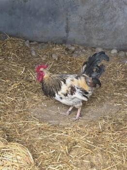 CLUCKIN
