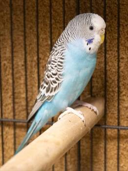 Parakeet Birds Available for Adoption in Leesburg, Virginia - BLUEBERRY | PetCurious
