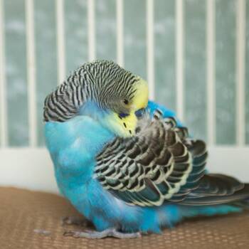 Clarence -  Parakeet Bird for Adoption in Middletown, Rhode Island - Clarence | PetCurious