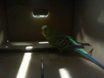 Parakeet Birds Available for Adoption in Charlotte, North Carolina - MOCHI | PetCurious