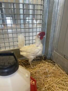 WHITE -  Chicken Bird for Adoption in Loveland, Colorado - WHITE | PetCurious