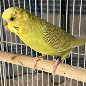 Citrus -  Parakeet Bird for Adoption in Oshkosh, Wisconsin - Citrus | PetCurious