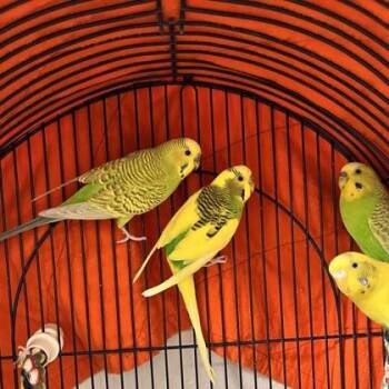 Parakeet #21 -  Parakeet Bird for Adoption in Wheaton, Illinois - Parakeet #21 | PetCurious