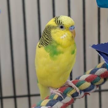 Parakeet Birds Available for Adoption in Kanab, Utah - Tiki | PetCurious