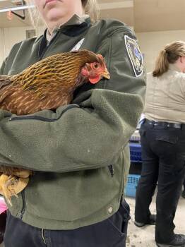 A303811 -  Chicken Bird for Adoption in Anchorage, Alaska - A303811 | PetCurious