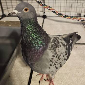 Pigeon Birds Available for Adoption - Cookie | PetCurious