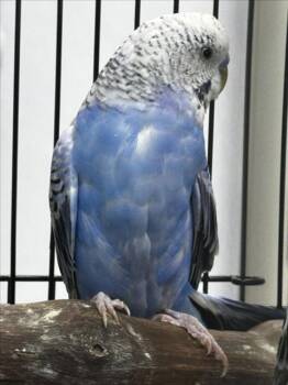 Budgie Budgerigar Birds Available for Adoption - BLUE | PetCurious