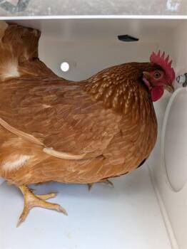 Chicken Birds Available for Adoption in Ontario, California - A008384 | PetCurious