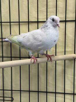 Santa -  Pigeon and Dove Bird for Adoption in Delta, British Columbia - Santa | PetCurious