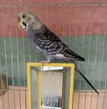 Parakeet Birds Available for Adoption - SKYE | PetCurious