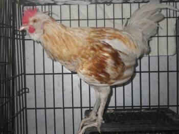 A922387 -  Chicken Bird for Adoption in Sacramento, California - A922387 | PetCurious