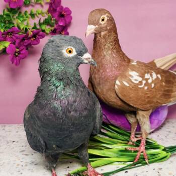 Noelani & Jersey (married couple) -  Pigeon Bird for Adoption in Chicago, Illinois - Noelani & Jersey (married Couple) | PetCurious