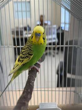 Budgie Budgerigar Birds Available for Adoption in Largo, Florida - KD | PetCurious