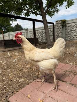 Pearl -  Chicken Bird for Adoption in Eagle Mountain, Utah - Pearl | PetCurious