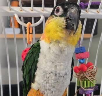 Tigger -  Caique Bird for Adoption in Elizabeth, Colorado - Tigger | PetCurious