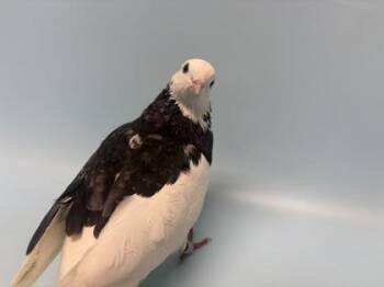 Josie -  Pigeon Bird for Adoption in Golden Valley, Minnesota - Josie | PetCurious