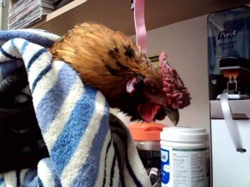 SUNNYBELLE -  Chicken Bird for Adoption in Martinez, California - SUNNYBELLE | PetCurious