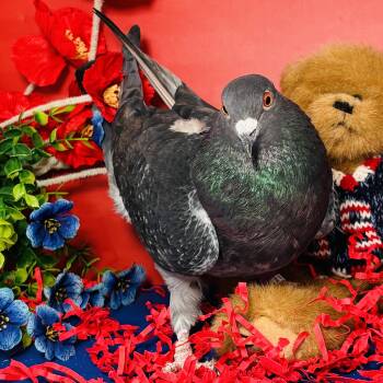 Steven -  Pigeon Bird for Adoption in Chicago, Illinois - Steven | PetCurious