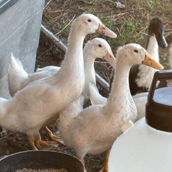 Pebbles -  Duck Bird for Adoption in Greenville, North Carolina - Pebbles | PetCurious