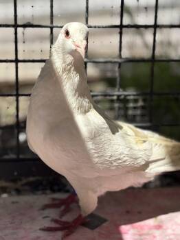 Yerba Mate -  Pigeon Bird for Adoption in Oakland, California - Yerba Mate | PetCurious
