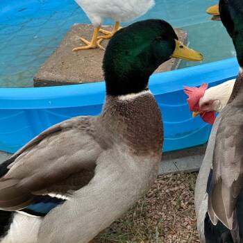 James Pond -  Duck Bird for Adoption in Cheyenne, Wyoming - James Pond | PetCurious