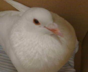 Pigeon Birds Available for Adoption in Sacramento, California - A917094 | PetCurious