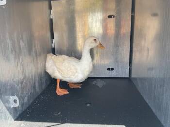 DAISY -  Duck Bird for Adoption in Ontario, California - DAISY | PetCurious
