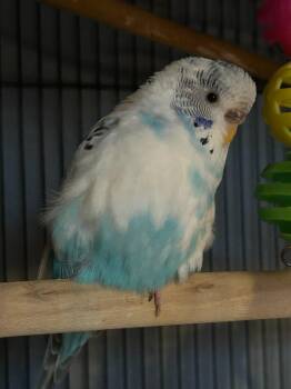 Sky -  Parakeet Bird for Adoption in Raleigh, North Carolina - Sky | PetCurious
