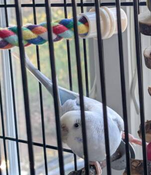 Budgie Budgerigar Birds Available for Adoption - Pyxis | PetCurious