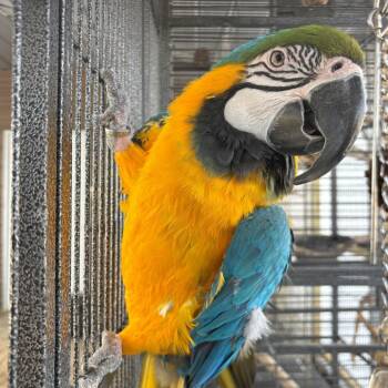 Macaw Birds Available for Adoption in Freeport, Florida - Cricket | PetCurious