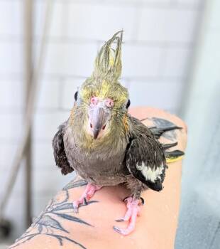 Cockatiel Birds Available for Adoption - Bonnie | PetCurious