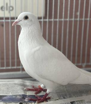Chamoy -  Pigeon Bird for Adoption in Oakland, California - Chamoy | PetCurious