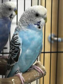 Budgie Budgerigar Birds Available for Adoption - SKY | PetCurious