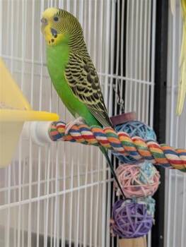 Warner -  Parakeet Bird for Adoption in Montreal, Quebec - Warner | PetCurious