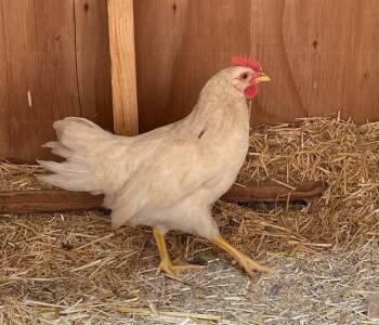 Chicken Birds Available for Adoption in Pueblo, Colorado - CATWALK | PetCurious