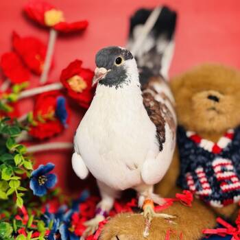 Ramon -  Pigeon Bird for Adoption in Chicago, Illinois - Ramon | PetCurious