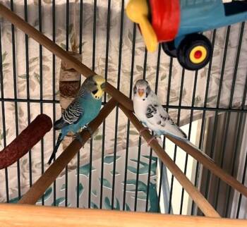 Parakeet Birds Available for Adoption - MARLEY | PetCurious