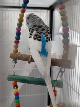 Parakeet Birds Available for Adoption in Montreal, Quebec - Blue | PetCurious
