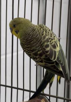Cygnus -  Parakeet Bird for Adoption in Sacramento, California - Cygnus | PetCurious