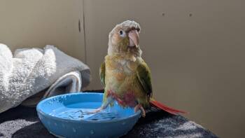 Pickles -  Conure Bird for Adoption in Coquitlam, British Columbia - Pickles | PetCurious