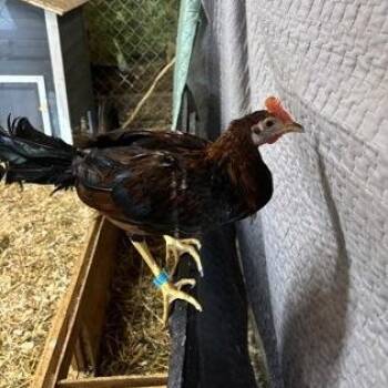 Blue 033 -  Chicken Bird for Adoption in Philadelphia, Pennsylvania - Blue 033 | PetCurious