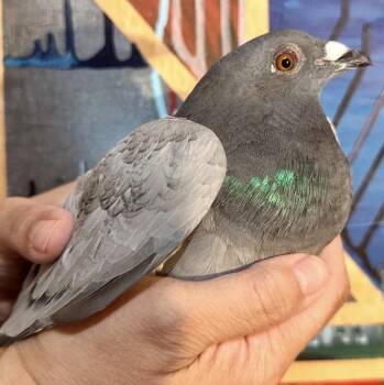 Pigeon Birds Available for Adoption in Chicago, Illinois - A.C. | PetCurious