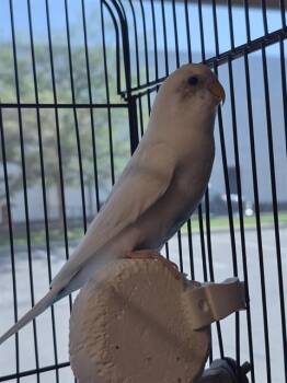 CLOUD -  Budgie Budgerigar Bird for Adoption in Vaughan, Ontario - CLOUD | PetCurious