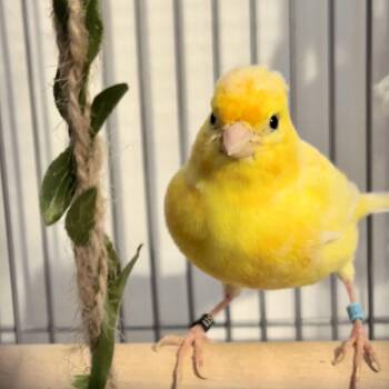 Tweety -  Canary and Finch Bird for Adoption in Andover, Connecticut - Tweety | PetCurious