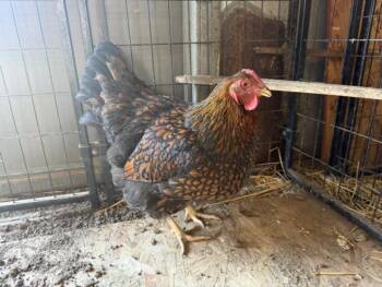 PEPPER -  Chicken Bird for Adoption in Santa Cruz, California - PEPPER | PetCurious